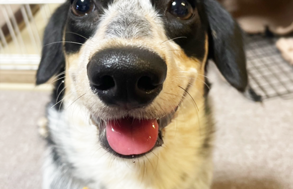 犬の名前はリタ